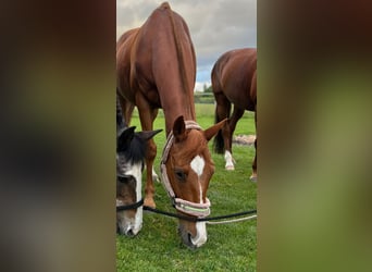 Polo Pony, Stute, 13 Jahre, 155 cm, Fuchs