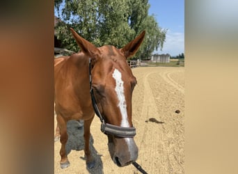 Polo Pony, Stute, 13 Jahre, Fuchs