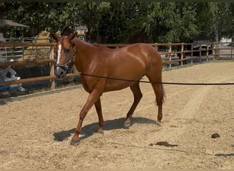 Polo Pony, Stute, 13 Jahre, Fuchs