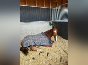 Polo Pony, Stute, 14 Jahre, 155 cm, Fuchs