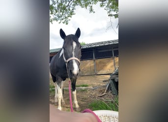 Polo Pony, Stute, 14 Jahre, 155 cm, Schecke