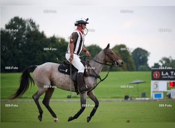 Polo Pony, Stute, 14 Jahre, 156 cm, Rotschimmel