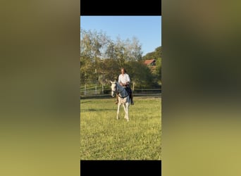 Polo Pony, Stute, 15 Jahre, 155 cm, Blauschimmel