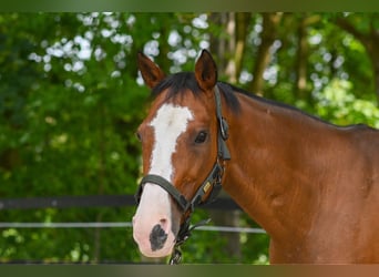 Polo Pony, Stute, 16 Jahre, 149 cm