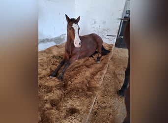 Polo Pony, Stute, 16 Jahre, 149 cm