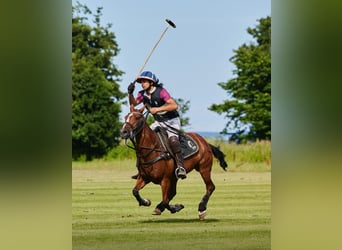 Polo Pony, Stute, 16 Jahre, 150 cm, Rotbrauner