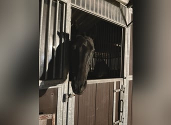 Polo Pony Mix, Stute, 16 Jahre, 155 cm, Rappe
