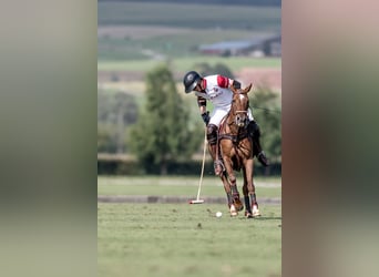 Polo Pony, Stute, 17 Jahre, 148 cm, Dunkelfuchs