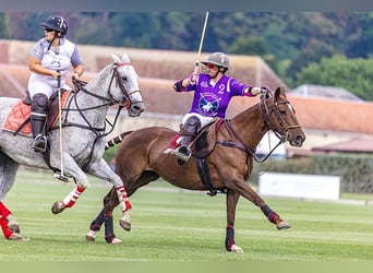 Polo Pony, Stute, 17 Jahre, 148 cm, Dunkelfuchs
