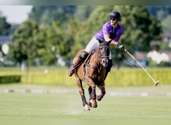 Polo Pony, Stute, 17 Jahre, 148 cm, Dunkelfuchs