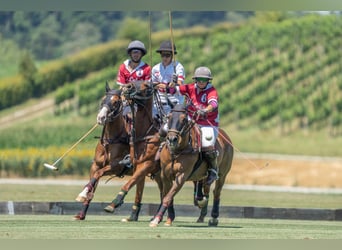 Polo Pony, Stute, 17 Jahre, 148 cm, Dunkelfuchs