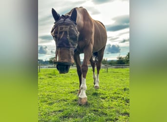 Polo Pony, Stute, 17 Jahre, 148 cm, Dunkelfuchs