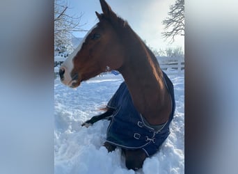 Polo Pony, Stute, 17 Jahre, 149 cm