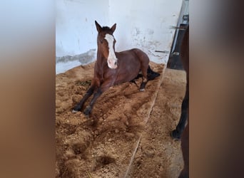 Polo Pony, Stute, 17 Jahre, 149 cm