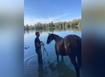 Polo Pony, Stute, 17 Jahre, 149 cm