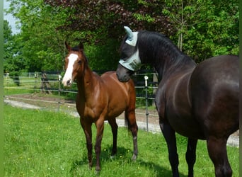 Polo Pony, Stute, 17 Jahre, 149 cm