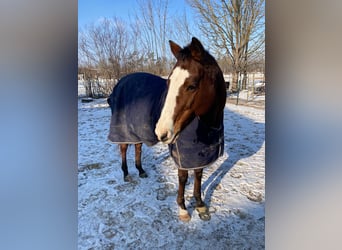 Polo Pony, Stute, 17 Jahre, 149 cm