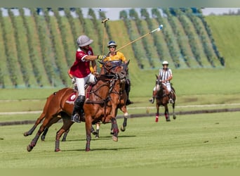 Polo Pony, Stute, 18 Jahre, 150 cm, Brauner