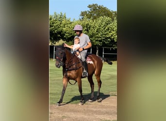 Polo Pony, Stute, 18 Jahre, 150 cm, Brauner