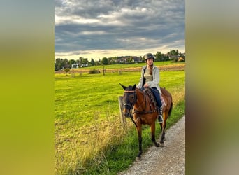Polo Pony, Stute, 18 Jahre, 150 cm, Brauner
