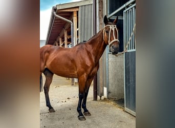 Polo Pony, Stute, 18 Jahre, 150 cm, Brauner