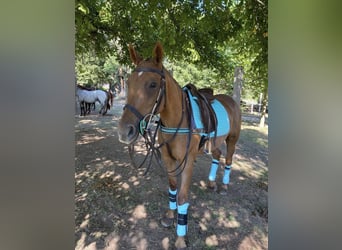 Polo Pony Mix, Stute, 18 Jahre, 151 cm, Fuchs