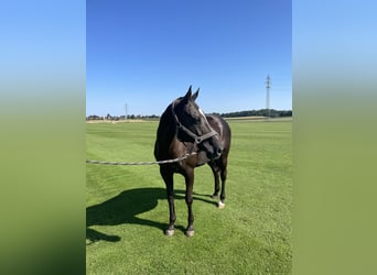 Polo Pony, Stute, 18 Jahre, Schwarzbrauner