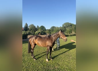 Polo Pony, Stute, 22 Jahre, 155 cm, Brauner