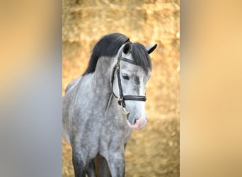 Polo Pony, Stute, 4 Jahre, 135 cm, Schimmel