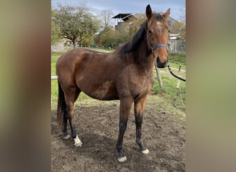 Polo Pony, Stute, 4 Jahre, 154 cm, Brauner