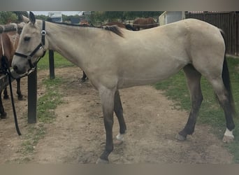Polo Pony, Stute, 6 Jahre, 152 cm, Buckskin