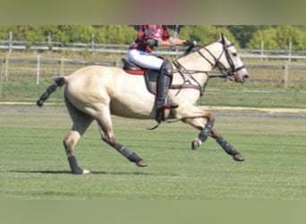 Polo Pony, Stute, 6 Jahre, 152 cm, Buckskin