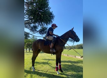 Polo Pony, Stute, 7 Jahre, 153 cm, Brauner