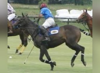 Polo Pony Mix, Stute, 7 Jahre, 155 cm, Brauner