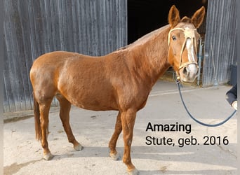 Polo Pony, Stute, 7 Jahre