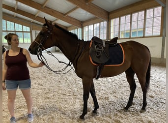 Polo Pony, Stute, 8 Jahre, 152 cm, Dunkelbrauner