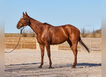 Polo Pony, Stute, 8 Jahre, 156 cm, Dunkelfuchs