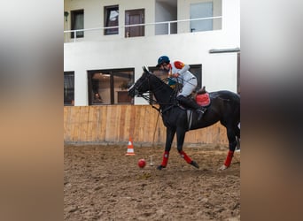 Polo Pony, Stute, 9 Jahre, 154 cm, Dunkelbrauner