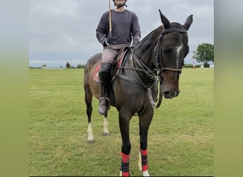 Polo Pony, Stute, 9 Jahre, 154 cm, Dunkelbrauner