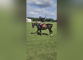 Polo Pony, Stute, 9 Jahre, 154 cm, Dunkelbrauner