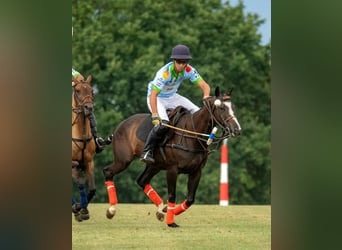 Polo Pony, Stute, 9 Jahre, 154 cm, Dunkelbrauner
