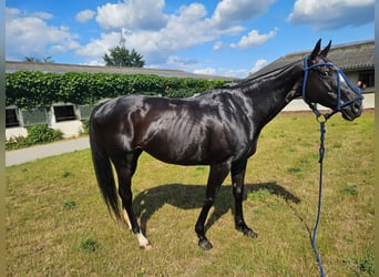 Polo Pony, Stute, 9 Jahre, 154 cm, Dunkelbrauner