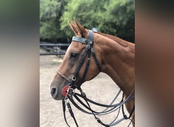 Polo Pony, Stute, 9 Jahre, 156 cm, Fuchs