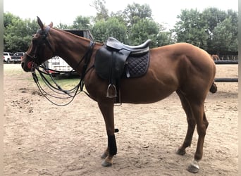 Polo Pony, Stute, 9 Jahre, 156 cm, Fuchs