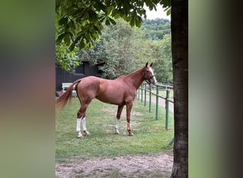 Polo Pony, Stute, 9 Jahre, 157 cm, Fuchs