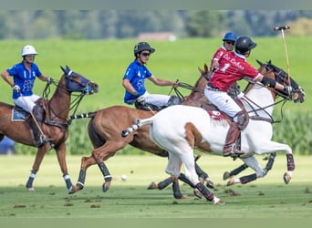 Polo Pony Mix, Wallach, 13 Jahre, 156 cm, Schecke