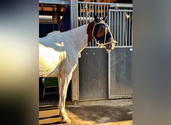 Polo Pony Mix, Wallach, 13 Jahre, 156 cm, Schecke