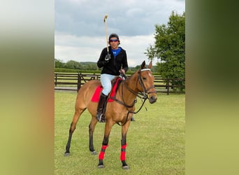 Polo Pony, Wallach, 13 Jahre, Rotbrauner