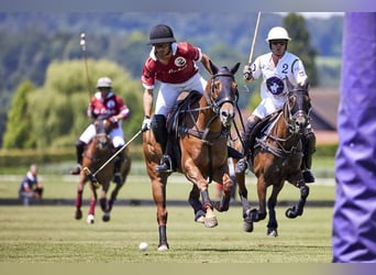 Polo Pony Mix, Wallach, 14 Jahre, 160 cm, Fuchs
