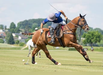 Polo Pony Mix, Wallach, 14 Jahre, 160 cm, Fuchs